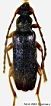 Alosterna ingrica